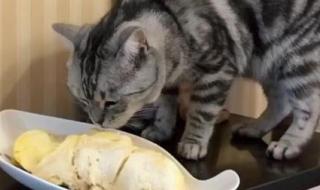 猫可以吃榴莲吗